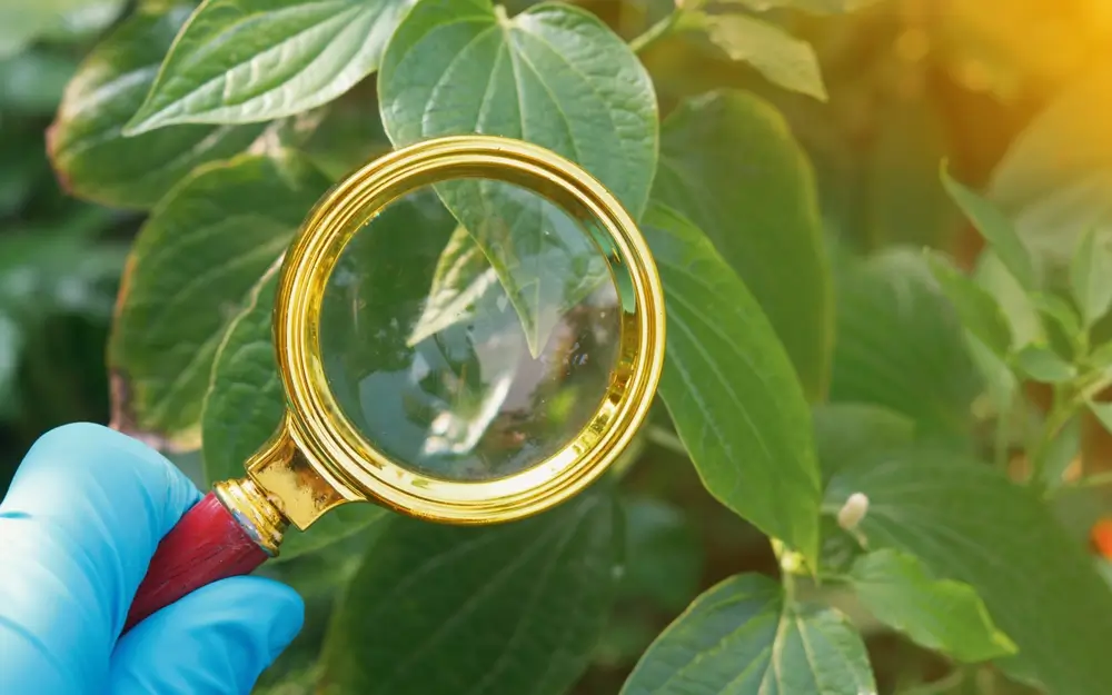 3 rostliny, které vám pomohou vyhnat škůdce ze zahrady: Bazalka, levandule a nestařec