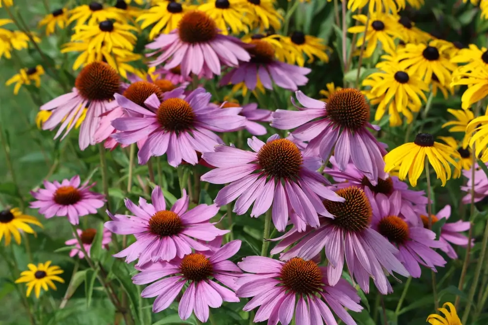 Rozkvetlé třapatky.