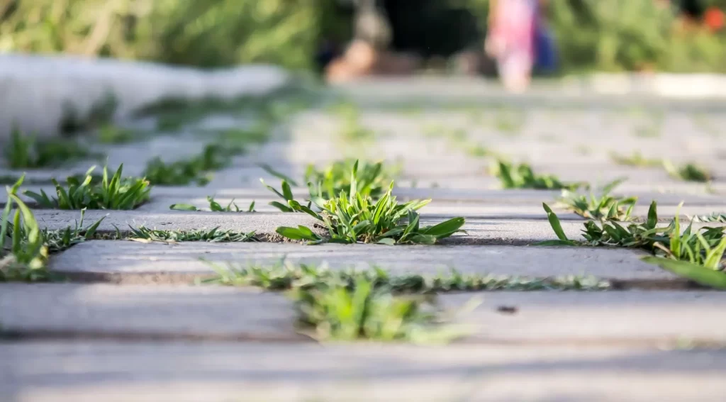 Plevel prorůstající v chodníku