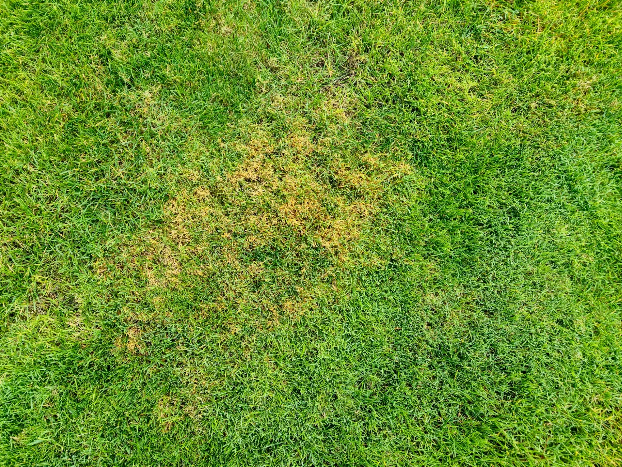 Žlutý trávník? Pozor na příliš krátké sečení, přehnojení a nesprávnou zálivku