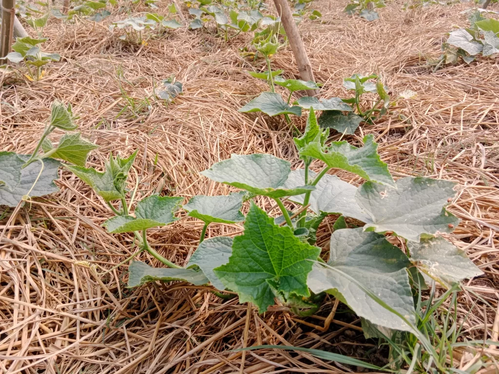 d&yacute;ně a mulčov&aacute;n&iacute;