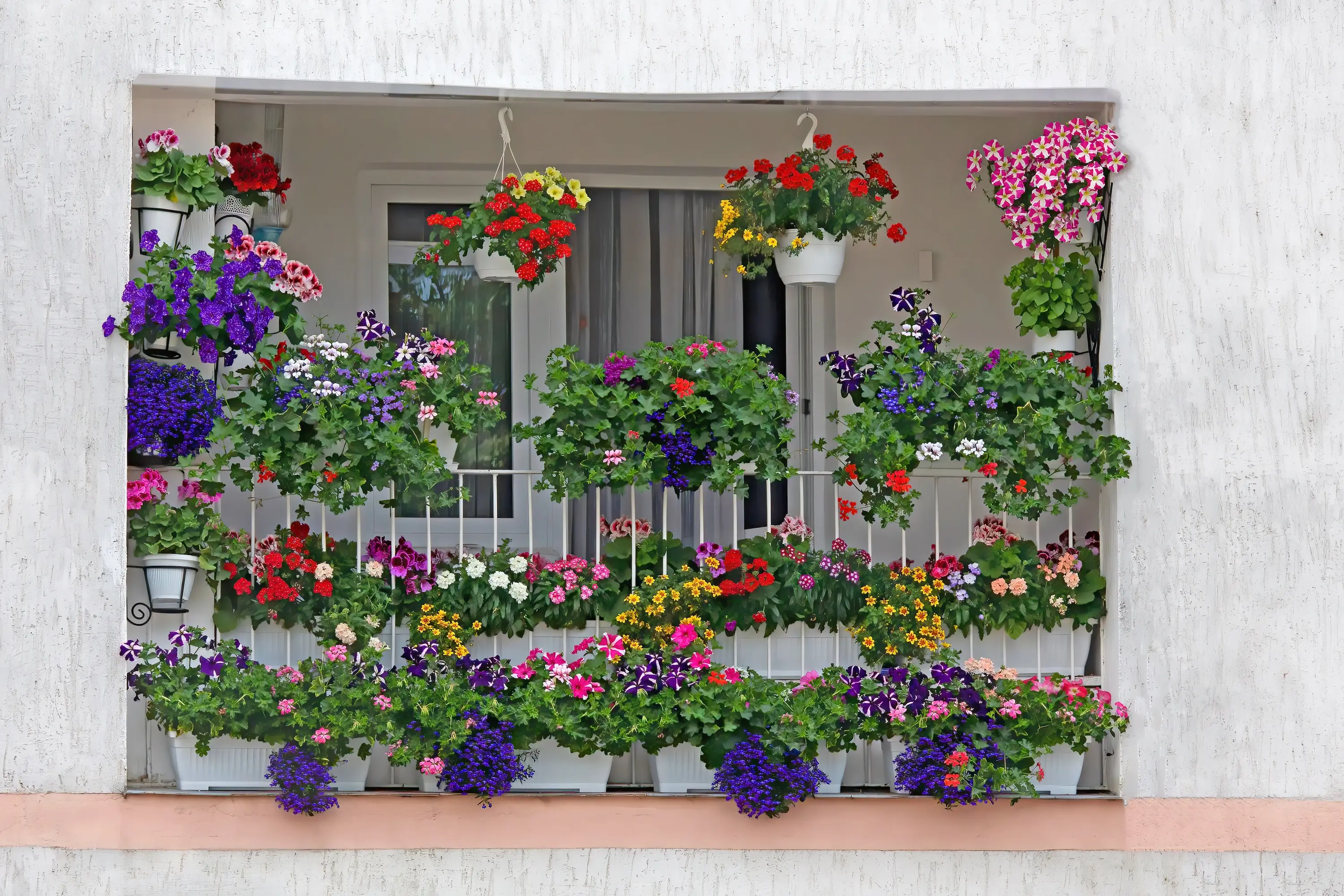 3 nejvoňavější květiny pro balkon: Vysaďte levanduli, hvozdík a večernici a proměňte beton v oázu
