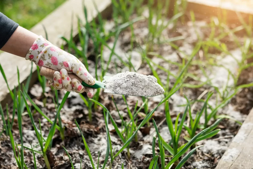 Dřevěný popel v záhoně
