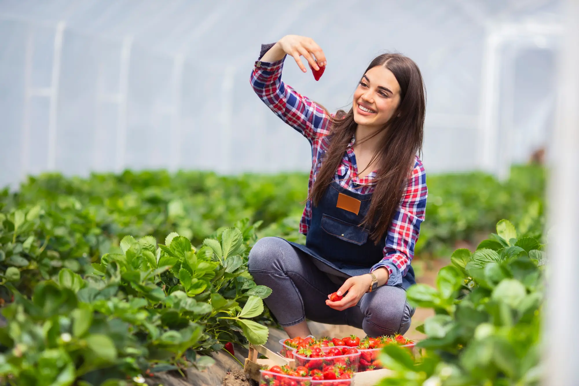 Chcete sladké jahody? Smíchejte dřevěný popel s droždím