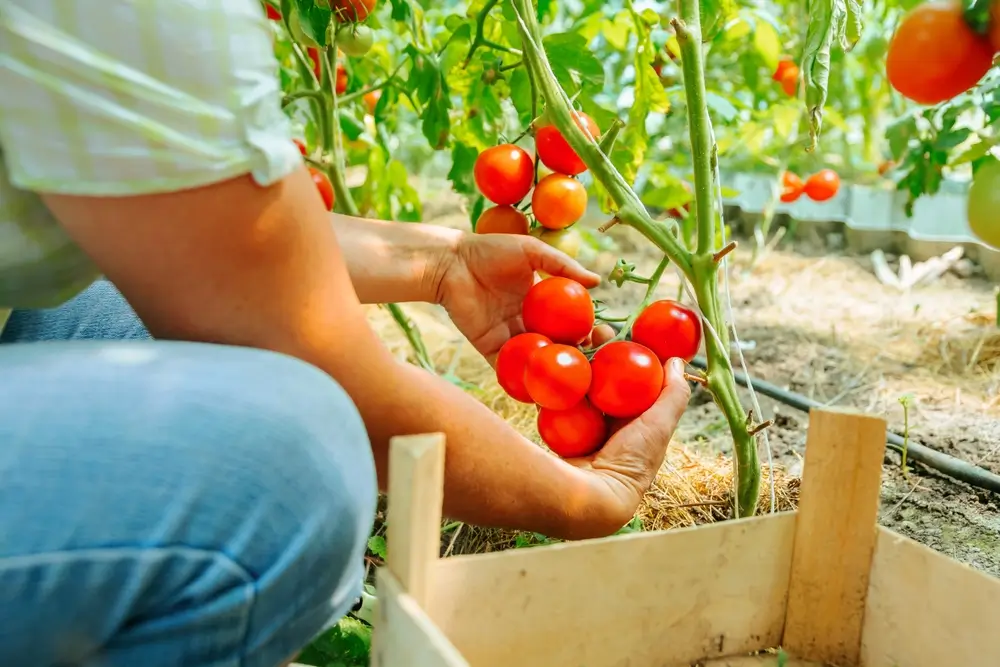 Zálivka z cukru pro rajčata: Trik zkušených zahrádkářů pro větší a sladší úrodu