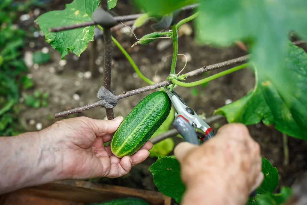 Ruka střihaj&iacute;c&iacute; okurku. 