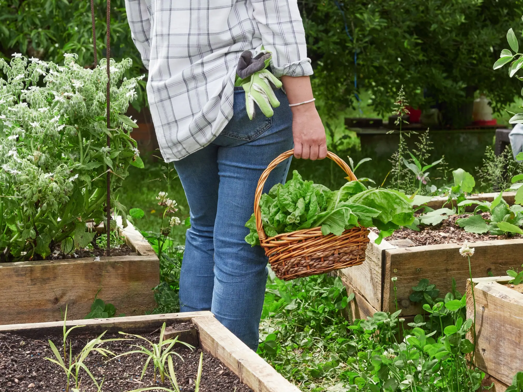 Nezalévejte listy salátu. Přitahujete tím mšice a riskujete úrodu