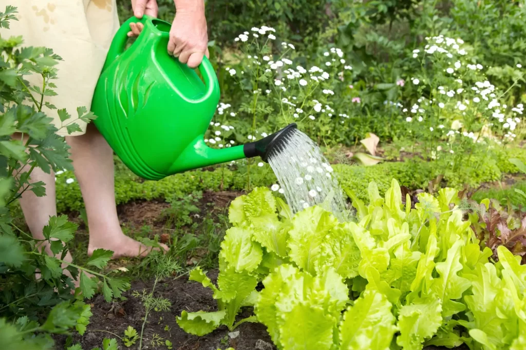 Zal&eacute;v&aacute;n&iacute; sal&aacute;tu