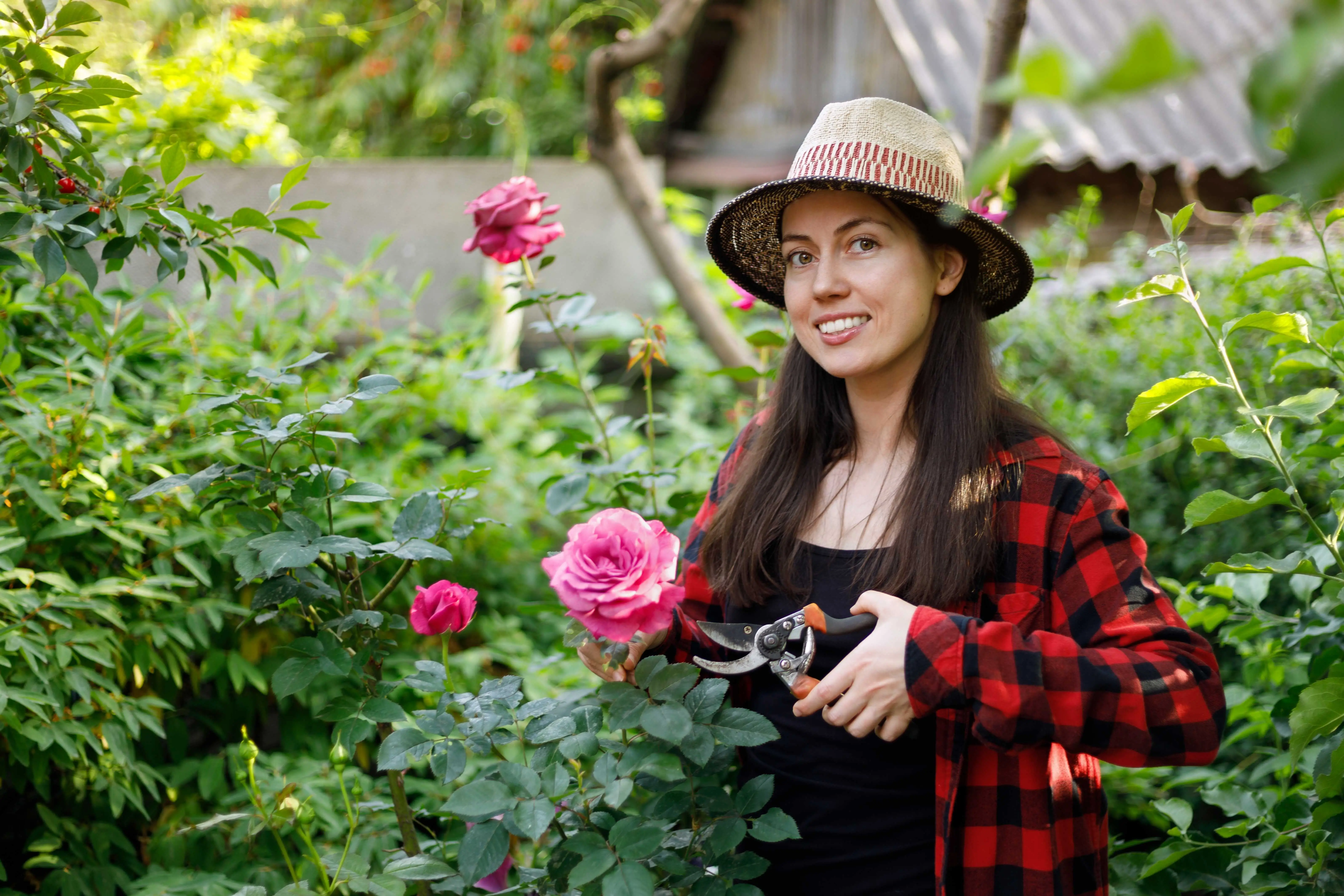 Jednoduchý trik: Řežte růže šikmo nad vnějším očkem, zajistíte bohaté kvetení