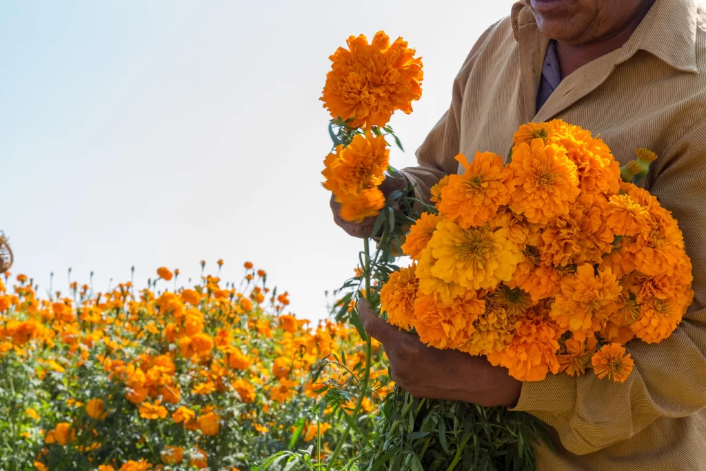 Ruce drž&iacute;c&iacute; n&aacute;ruč měs&iacute;čku l&eacute;kařsk&eacute;ho.
