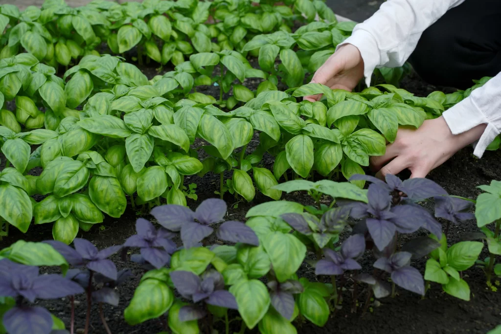 pěstování bazalky