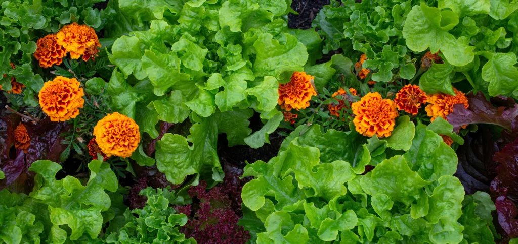 sal&aacute;t a afrik&aacute;ny