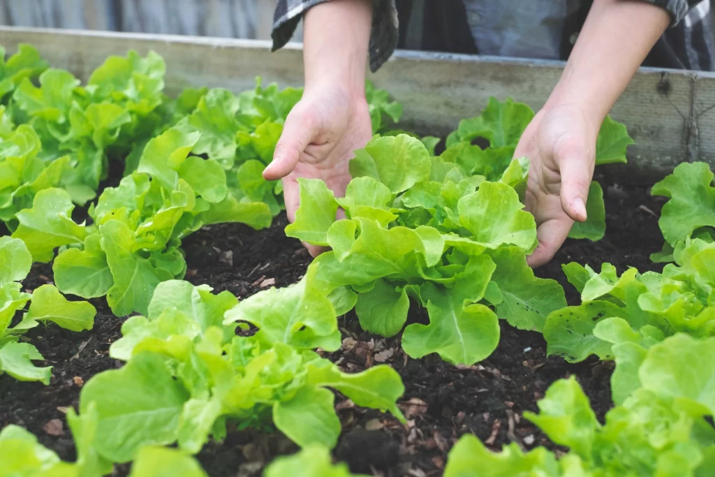 sal&aacute;t v z&aacute;honech