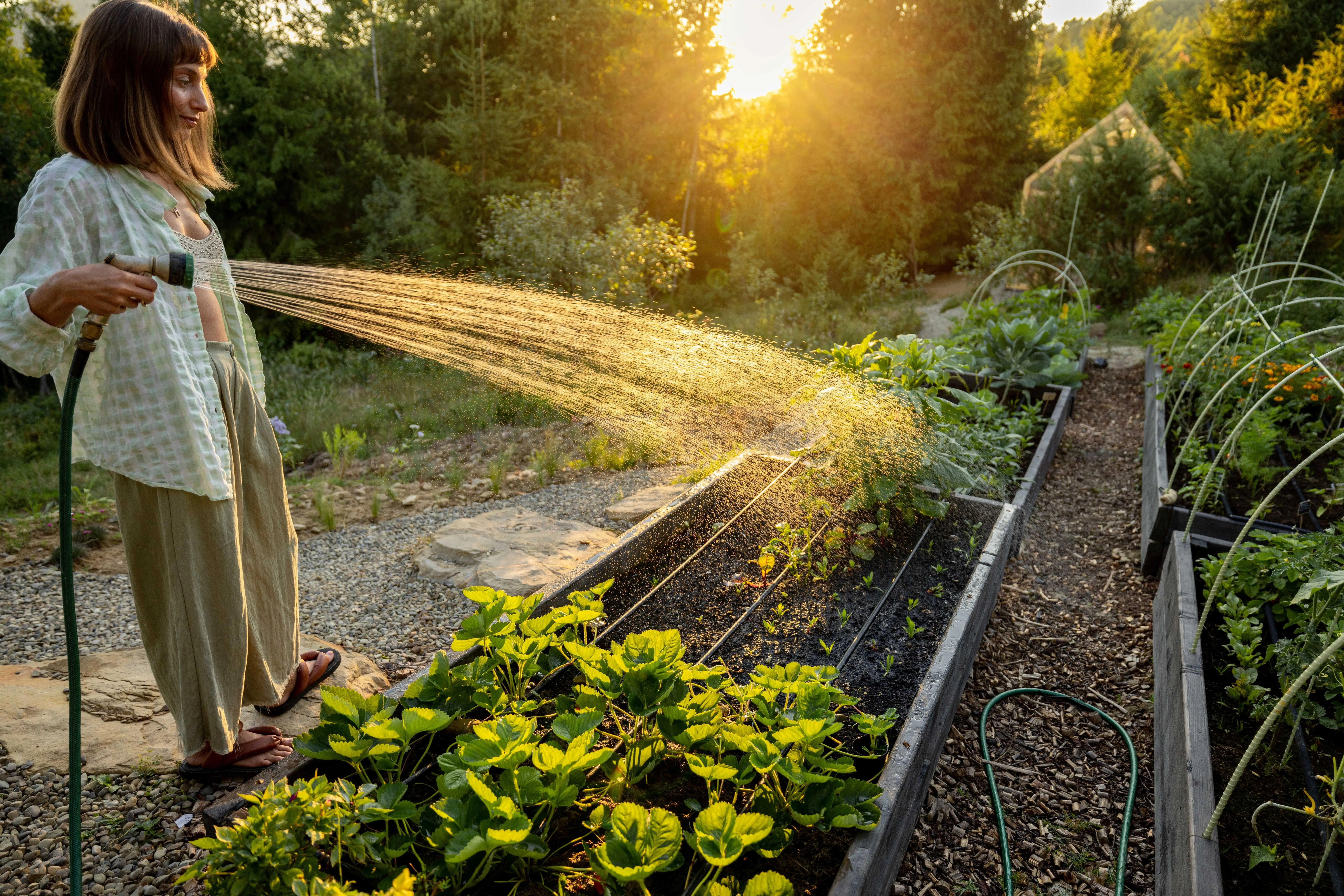 Kropíte zahradu večer? Chyba, která vás může stát polovinu úrody