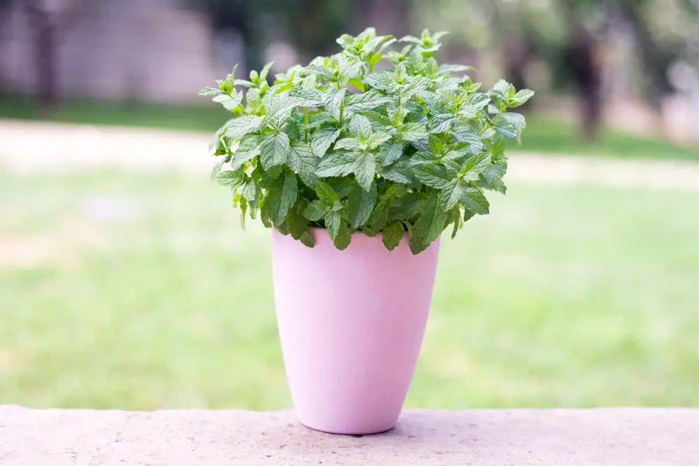 M&aacute;ta v květin&aacute;či. 