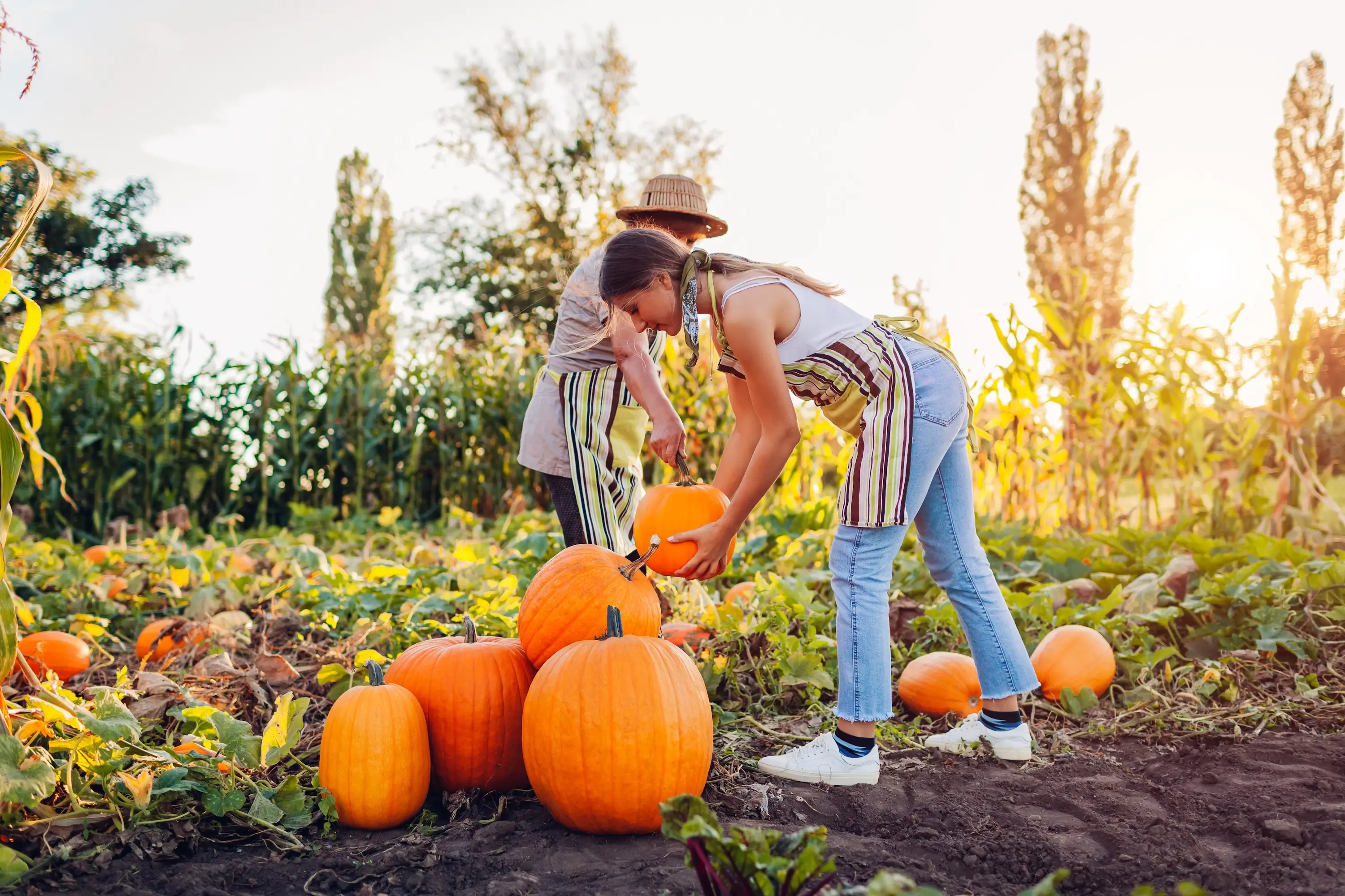 Výsadba dýní krok za krokem: Rozhodují teplota, půda i načasování
