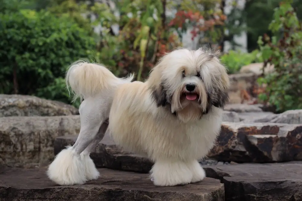 Toto jsou nejdražší psi, které aktuálně pořídíte v Česku. Za tohoto ošklivce požadují chovatelé až 100 000 Kč