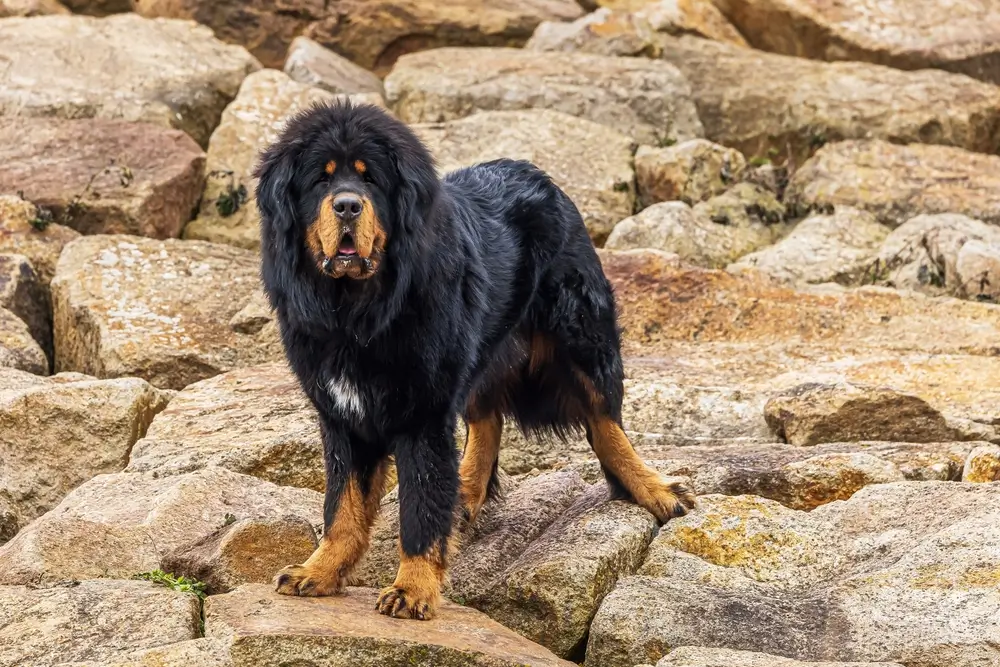 Tibetsk&aacute; doga