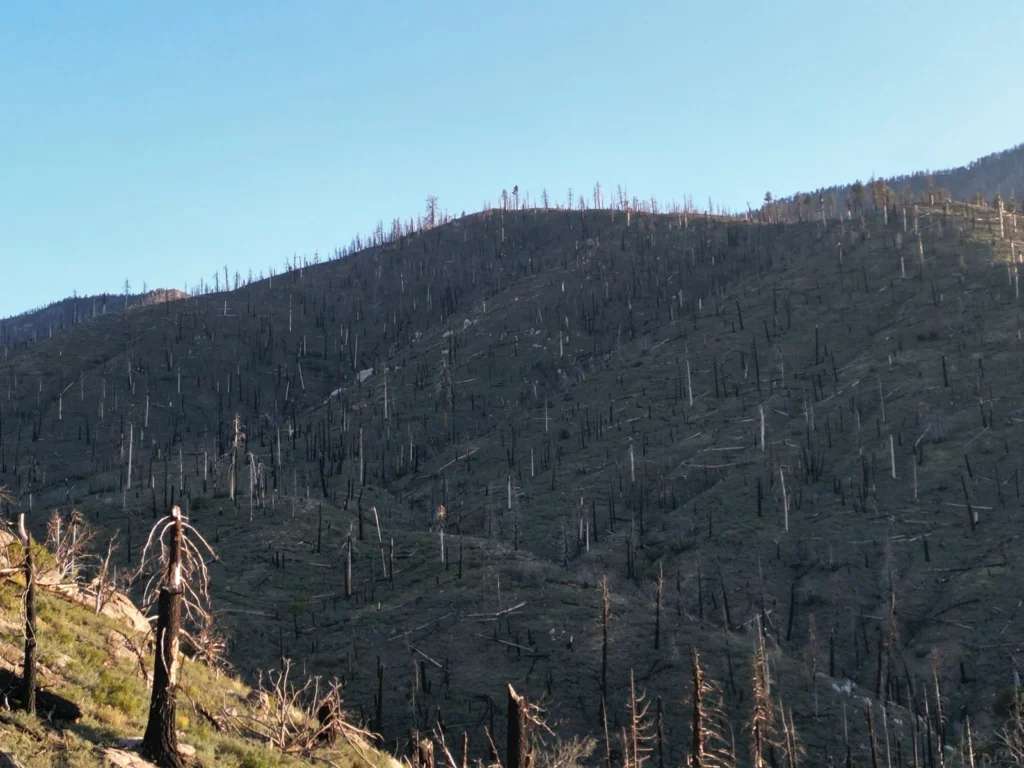 Les napaden&yacute; &scaron;kůdci
