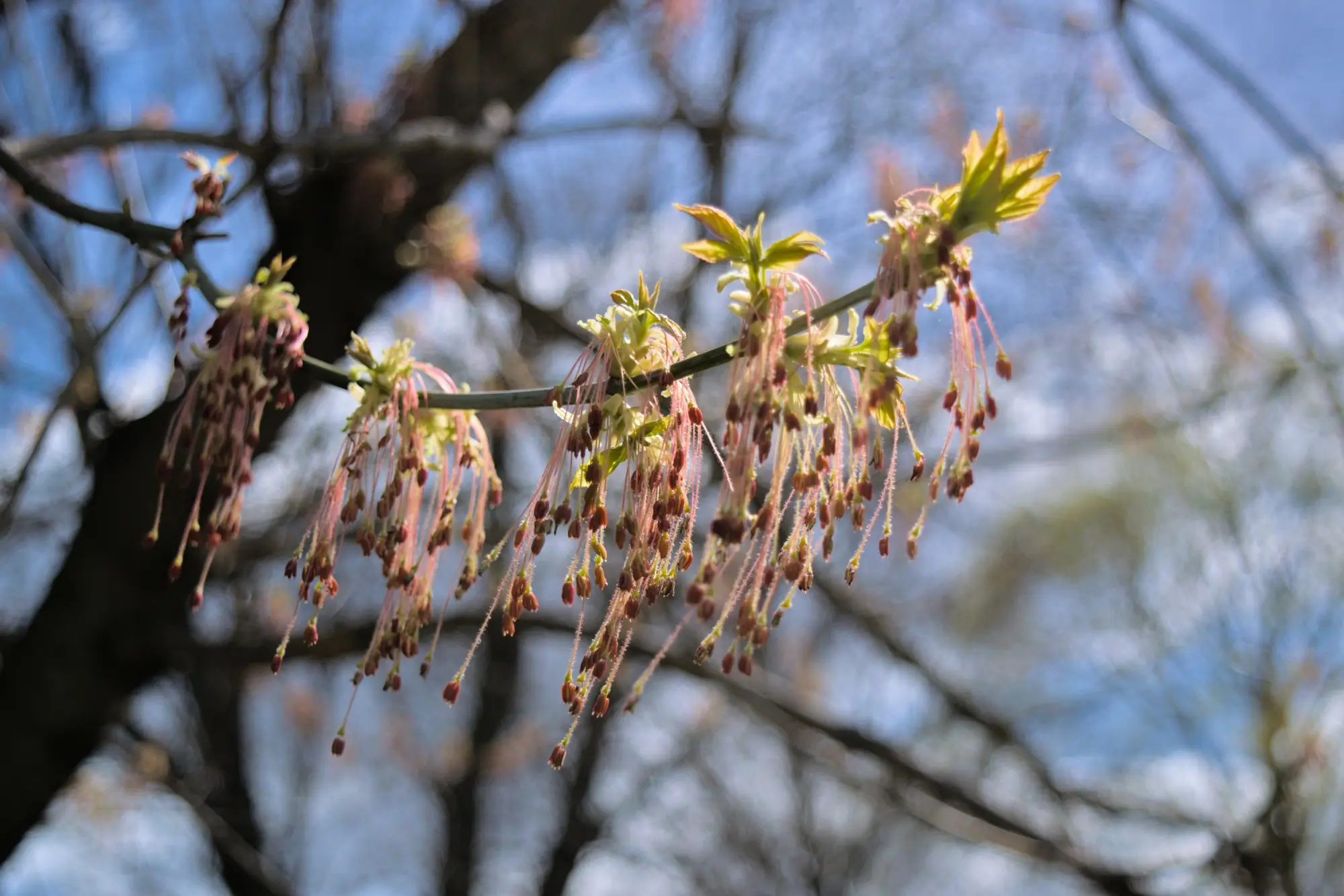Tento krásný javor je chloubou každé zahrady. Češi ale netuší, že od srpna 2024 za něj mohou slíznout až 1 000 000 Kč pokuty