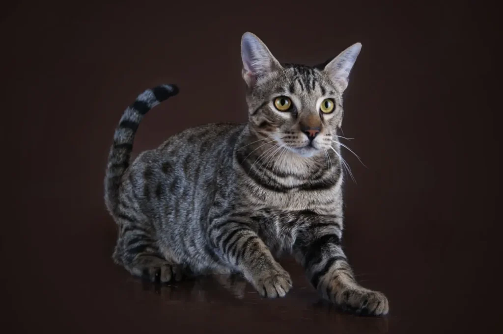 Kočka s tečkovan&yacute;m vzorem p&oacute;zuje na tmav&eacute;m pozad&iacute; v typicky ladn&eacute;m postoji