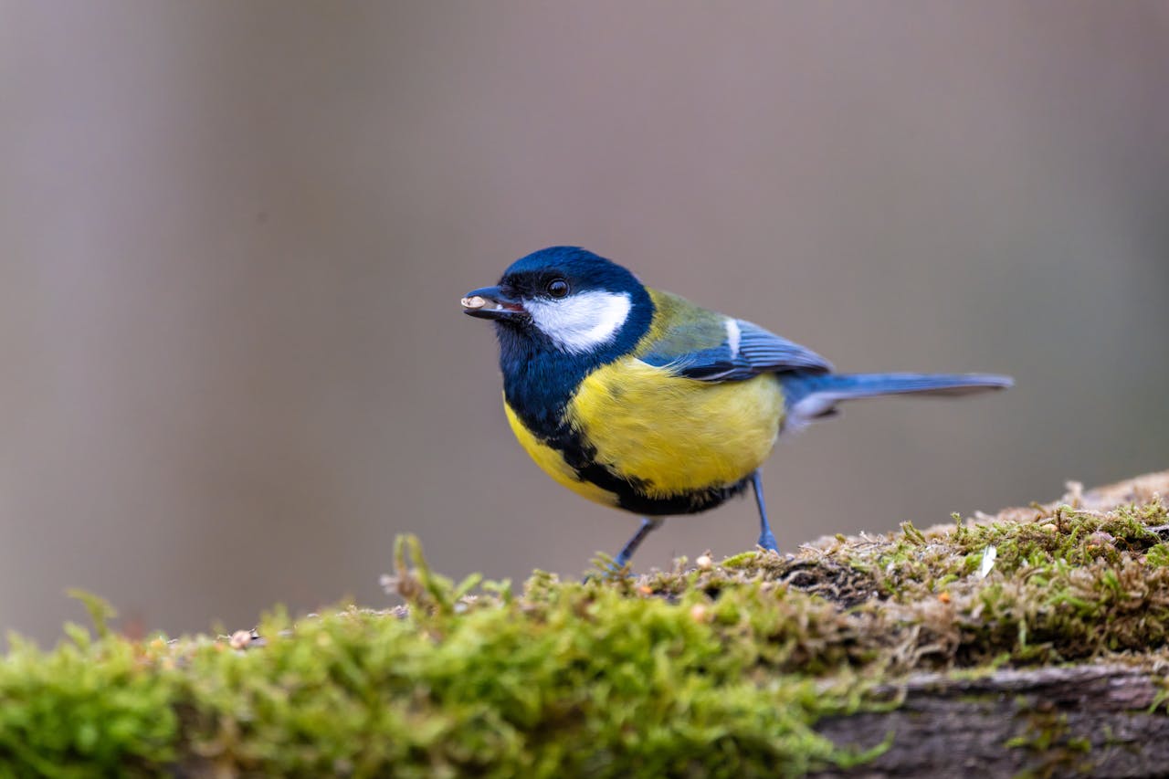 Elon Musk narazil: soud ho usvědčil z podvodu při nákupu Twitteru