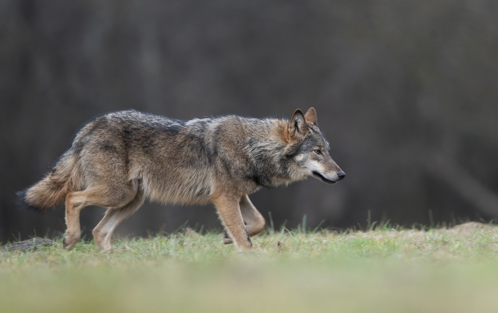 Policie vyšetřuje úhyn vlka u Horního Dvořiště. Případ zapadá do širšího trendu