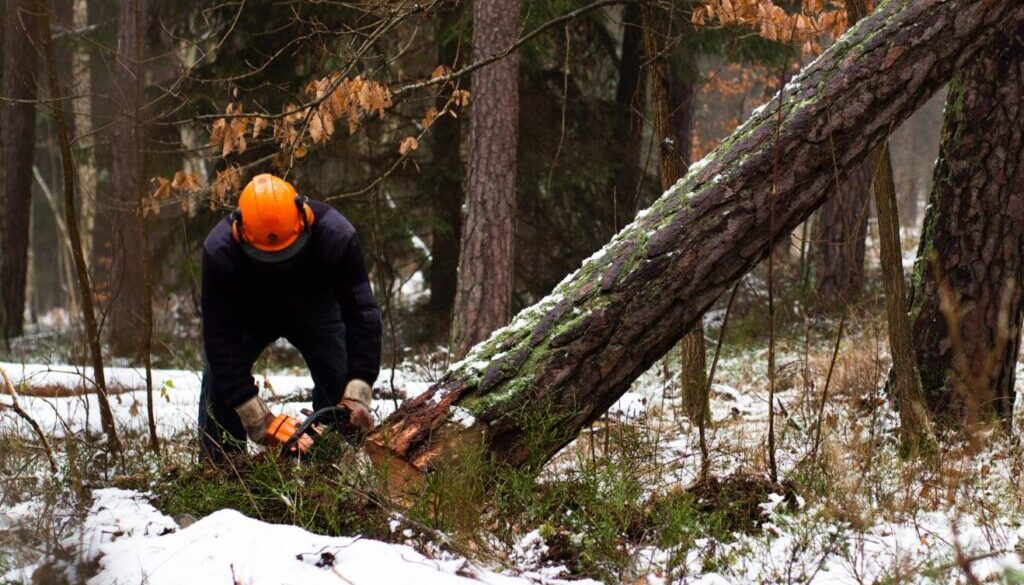 man cutting brown tree during daytime