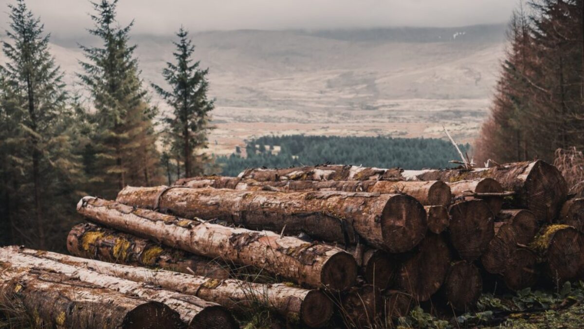 cut wood log lot