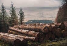 cut wood log lot