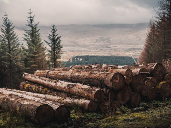 cut wood log lot