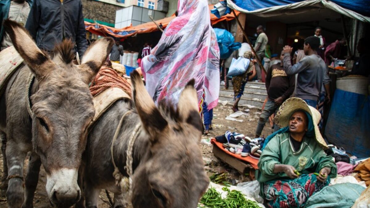 woman in green dressed sitting beside green vegetable and two gray donkey's