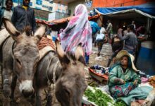 woman in green dressed sitting beside green vegetable and two gray donkey's