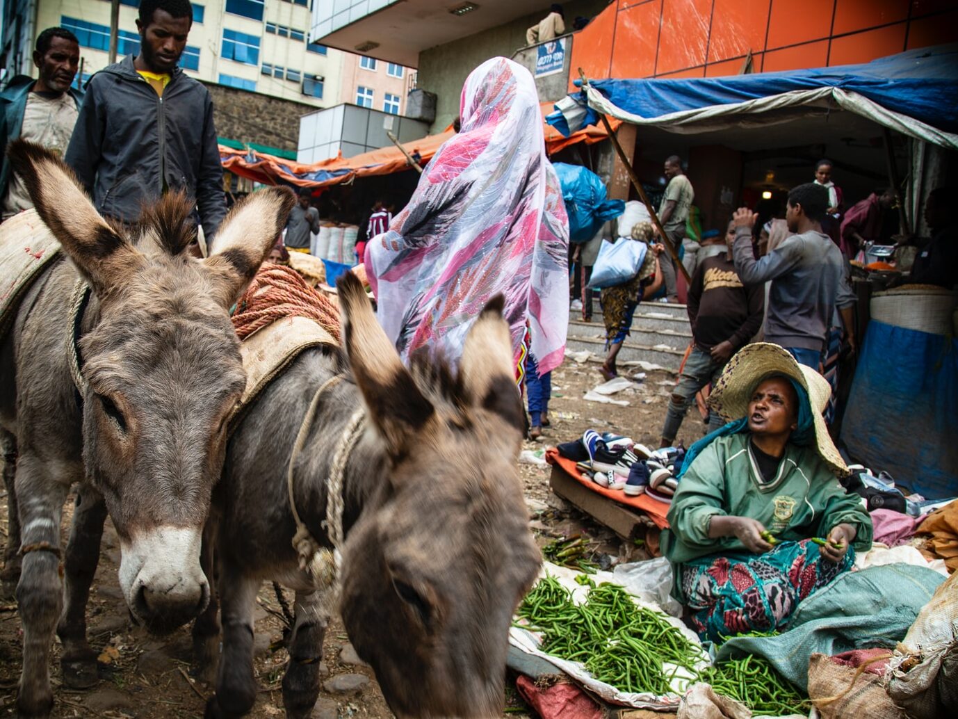 woman in green dressed sitting beside green vegetable and two gray donkey's