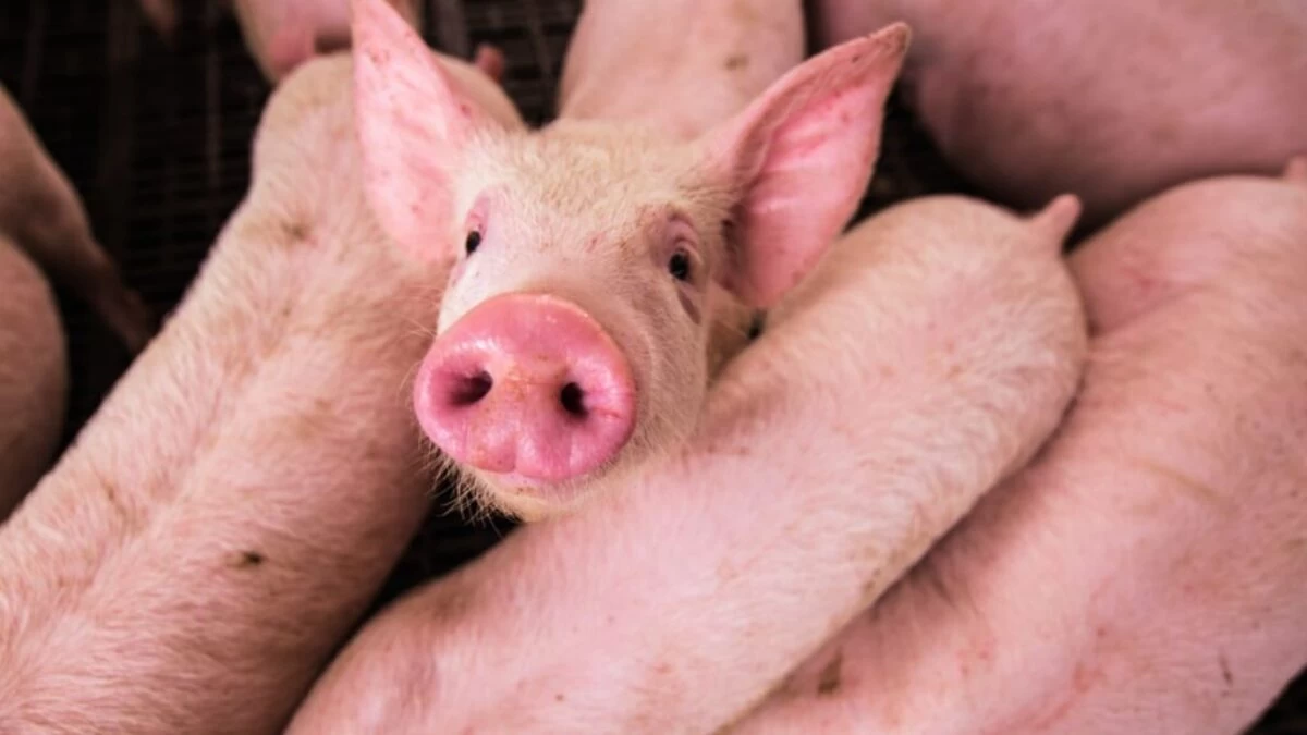 pink pig on brown wooden cage