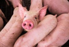 pink pig on brown wooden cage