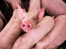 pink pig on brown wooden cage