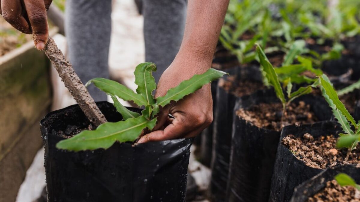 person holding green plant on black plastic pot