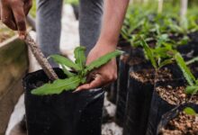 person holding green plant on black plastic pot