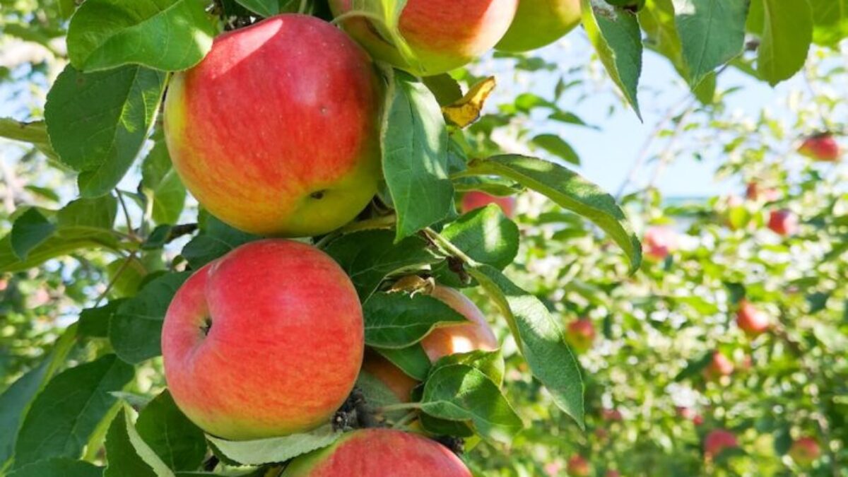 red apples on tree during daytime