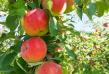 red apples on tree during daytime