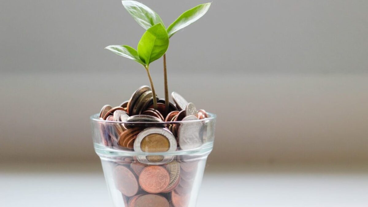 green plant in clear glass cup