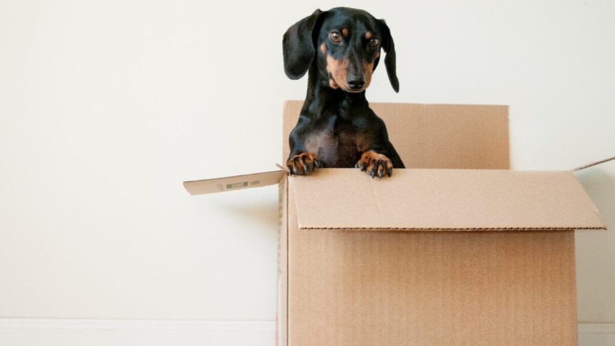 black and brown Dachshund standing in box
