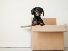 black and brown Dachshund standing in box