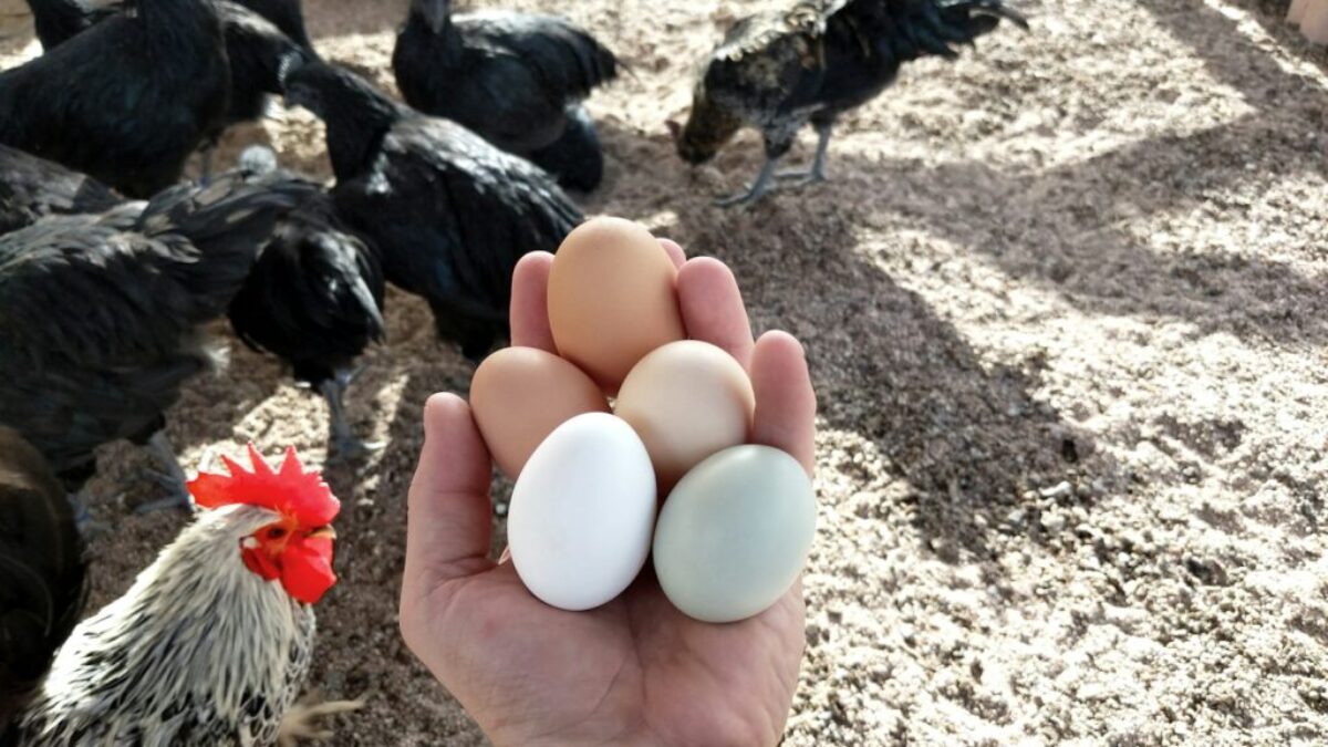 person clutching five eggs by chickens