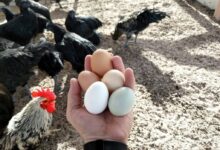 person clutching five eggs by chickens