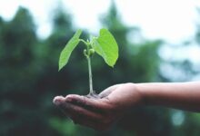 Person Holding A Green Plant