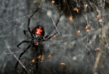 Černá vdova, zdroj: Shutterstock