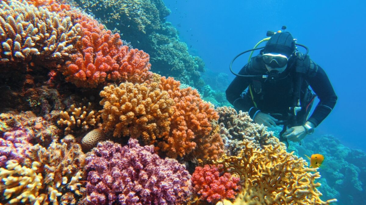 ManScubaDiverCheckingBeautifulColorfulHealthyCoralReefWith
