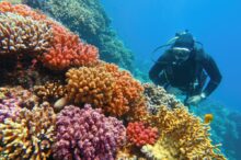 ManScubaDiverCheckingBeautifulColorfulHealthyCoralReefWith